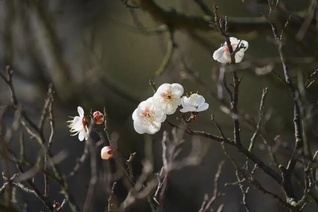 真香！张家港“梅”好将至