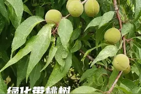 一天认识一种文玩～桃核图片