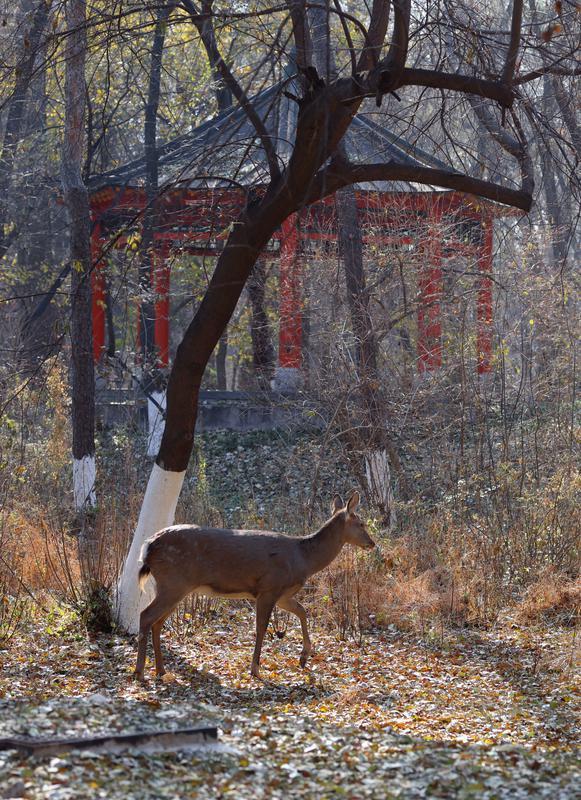 秋之彩色吉林｜层林尽染，鹿影翩跹！这里的秋天美成一首诗