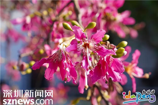 大鹏秋日限定！较场尾异木棉浪漫绽放