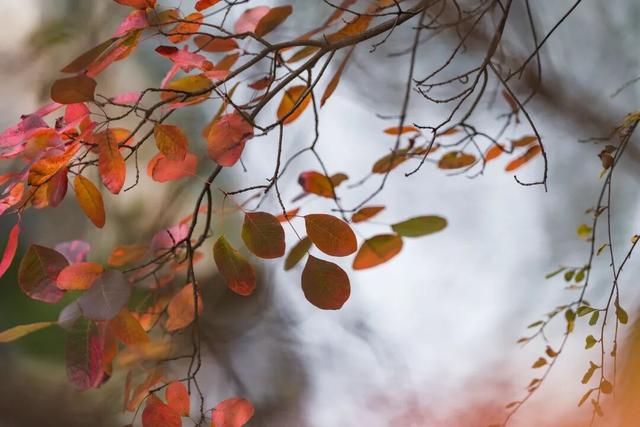 成县晚秋，是藏在秦岭南麓的色彩诗行