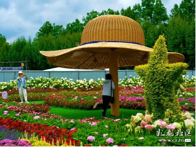 绣球花展点亮滇池