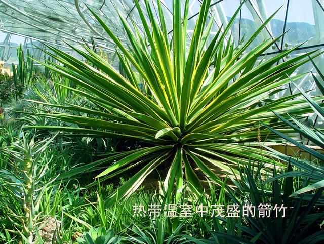 北京旅游：走进西山脚下的植物园（图）