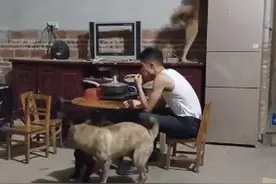 笑不活了！三条狗把家拆得家徒四壁！网友：想嫁给情绪稳定的主人图片