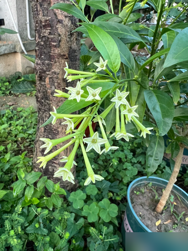 阴花不能进阳宅！这5种花“打死”也不养，家里若有？快挪走！