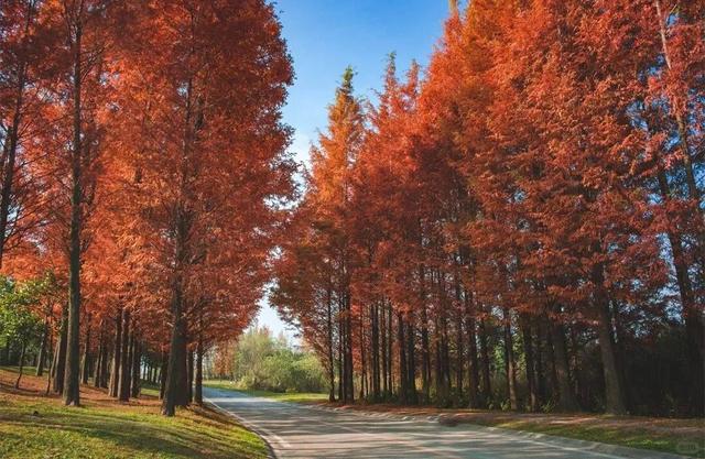 成都赏秋指南！9个绝美的秋日氛围感公园，黄了，免费！