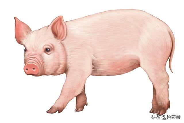 属猪人2026年运势：越瞎忙越穷，会“偷懒”才旺！