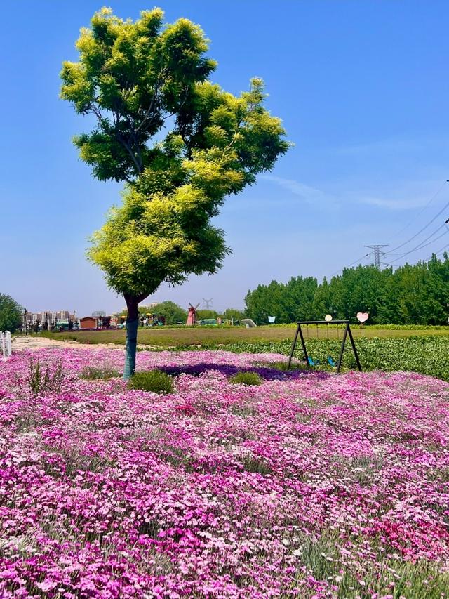 青岛下一个主城或将诞生？不是莱西、平度，堪称最具黑马相的城区