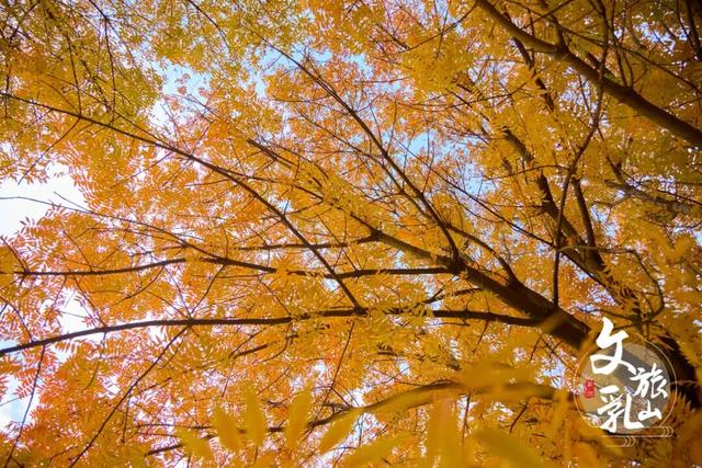 当秋风吻过乳山：一场关于色彩与治愈的漫步指南