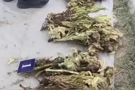 新疆一男子偷挖天山雪莲4年攒了5000株图片