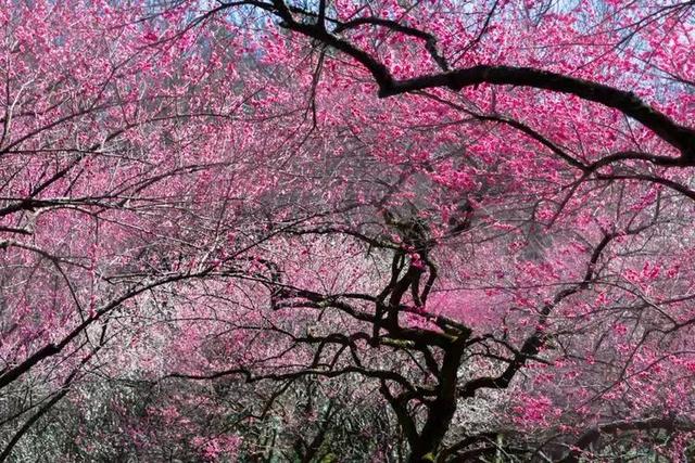 赏花 │ 去贵州农博园开启一场“寻梅之旅”！