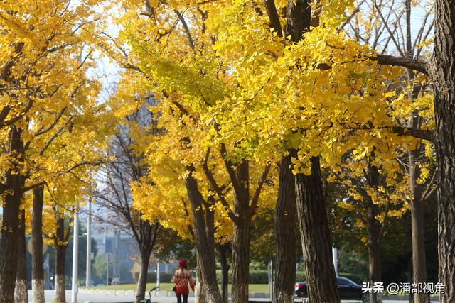 无锡吴都路，金色的世界