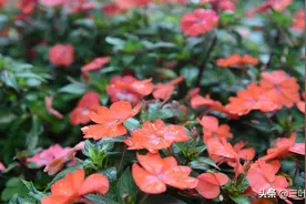 蛇虫最怕的5种农村植物，院子种一圈，夏天没蛇扰图片