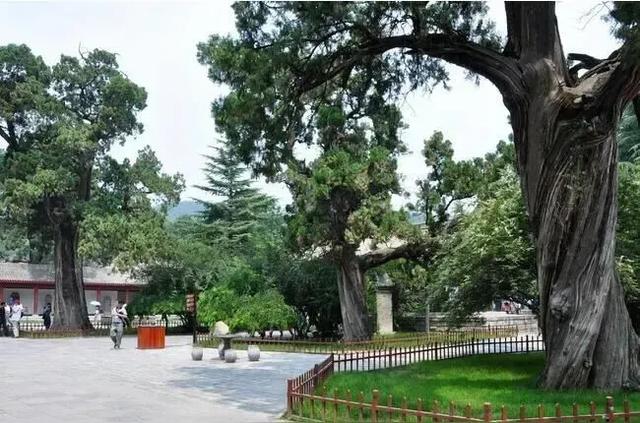 黄帝陵风景名胜区