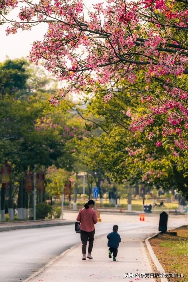 周末走起！东莞限定款“粉色花海”上线→