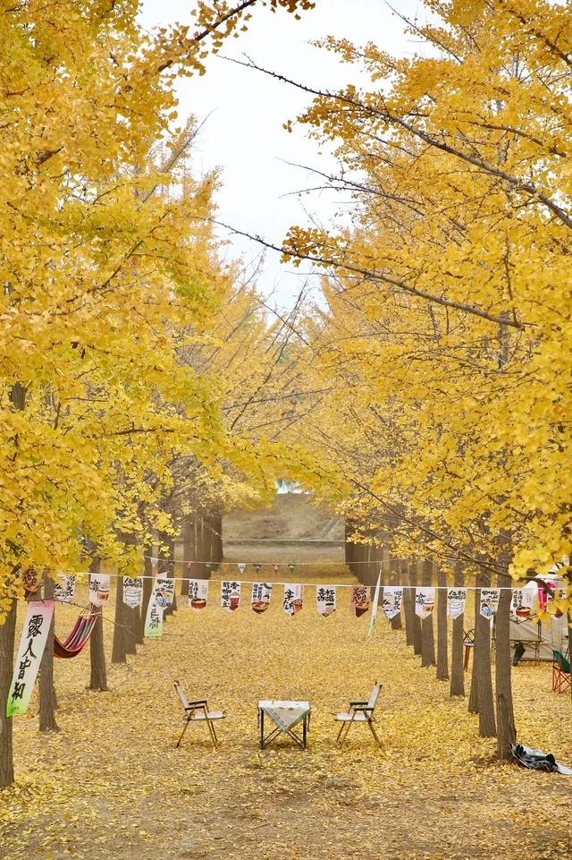 山东：时至初冬，银杏正当时