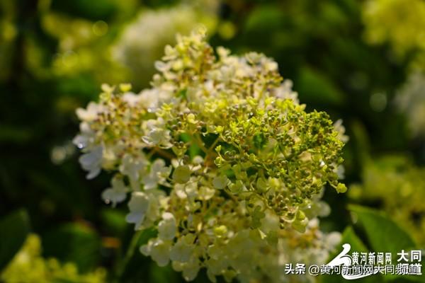 大同古城南城墙绣球花绽放 吸引众多游客市民