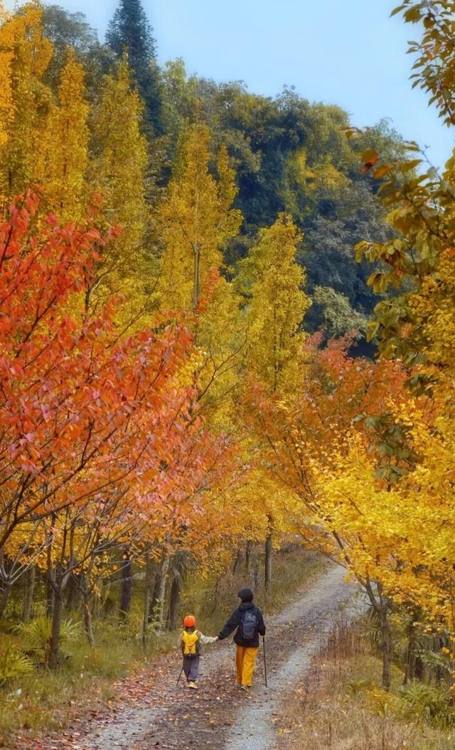黄了！彩了！1h刹拢成都最近赏秋地，徒步拿奖牌、邂逅古寺银杏！老街美食好吃惨！
