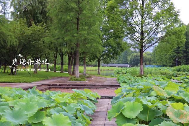 宁波这个博物馆西边的荷塘，少有人来但是景色宜人，适合周末休闲