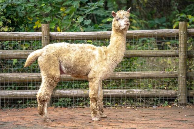 《疯狂动物城》苏州分“城”来啦！