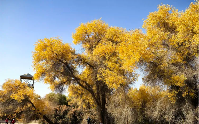 全世界70%的胡杨在这里！