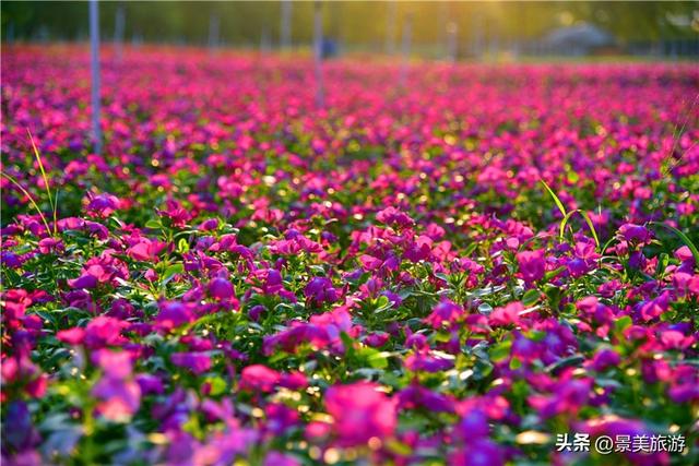 国庆首日三水迎客！花海与矿湖引爆南山旅游热