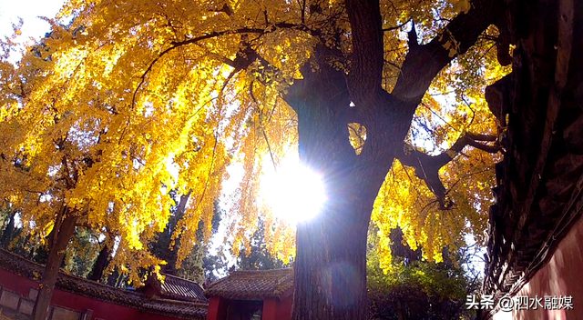 咔嚓🤳！抓住济宁秋天的“小尾巴”~