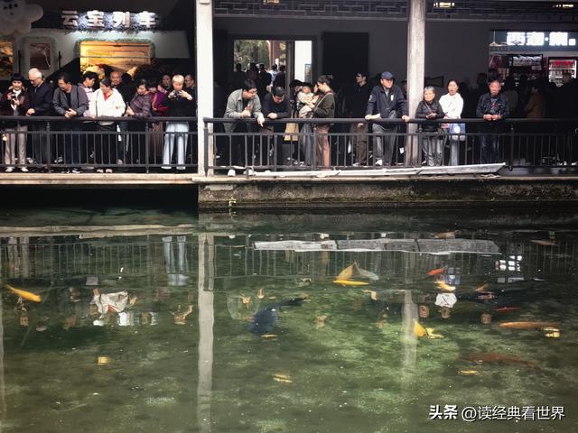 杭州植物园的菊花展——一场关于菊花的饕餮盛宴（二）