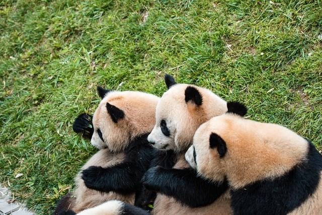 东边邻国马上看不到，国人真有福！几个能看熊猫的景点赶紧去打卡