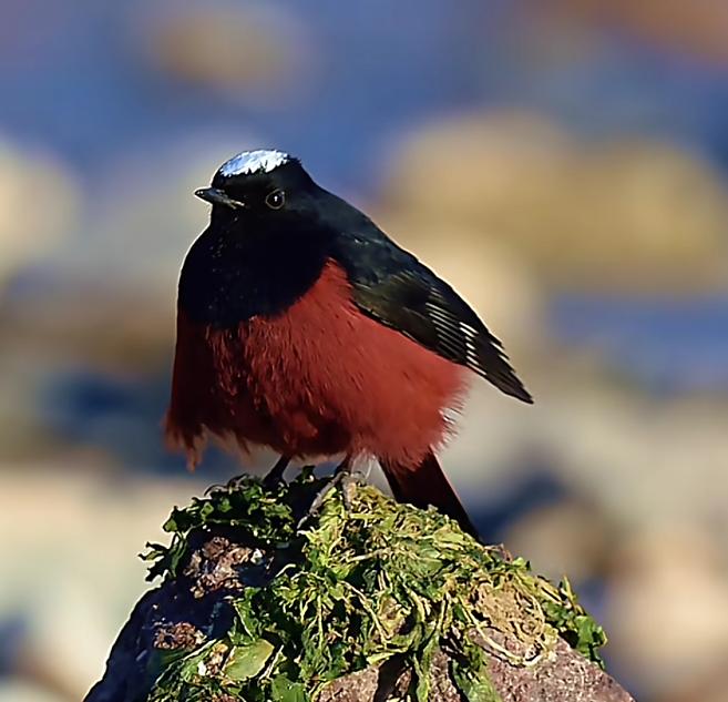 国家保护动物!是仙女化身,被称为“净水鸟”,26年首现北京