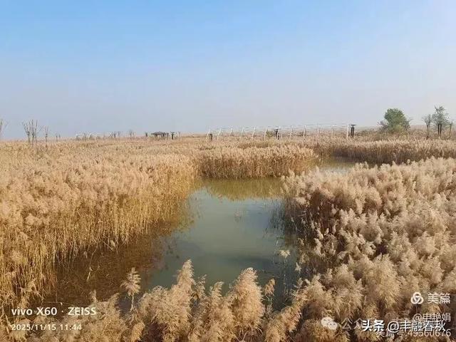 苇风载秋，鹤影映波——河北黄骅南大港湿地的初冬漫游｜ 申艳娟
