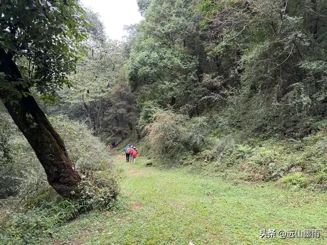 徒步武定香水箐，赏野草香飘、听溪流淙淙，徜徉绿水青山中，惬意