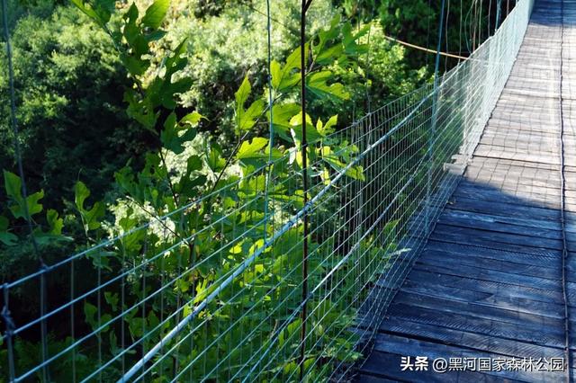 秋意漫染黑河，清风轻吟，邂逅一场如诗的秋日美景