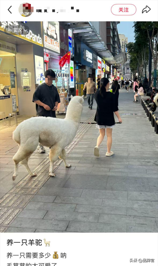 “鸭中爱马仕”跌落神坛，从上万一只到300元甩卖无人在意！