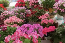 7种“不死花”，不用多管它，呼呼开成花海，想养死都难！图片