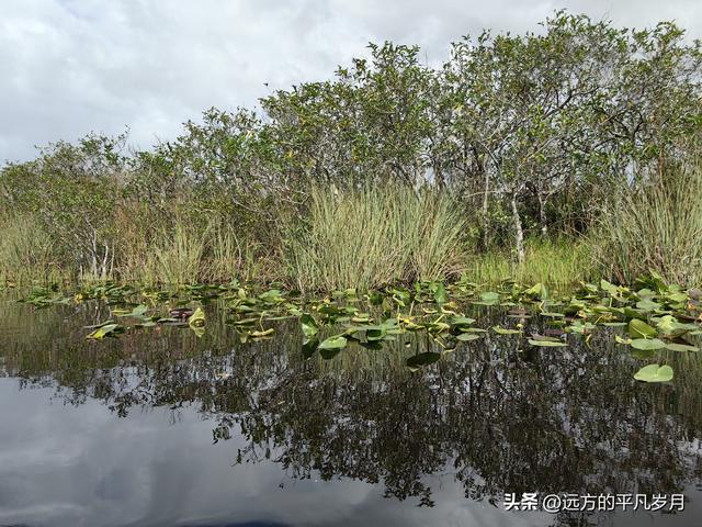 大沼泽地美国国家公园（迈阿密游记三）