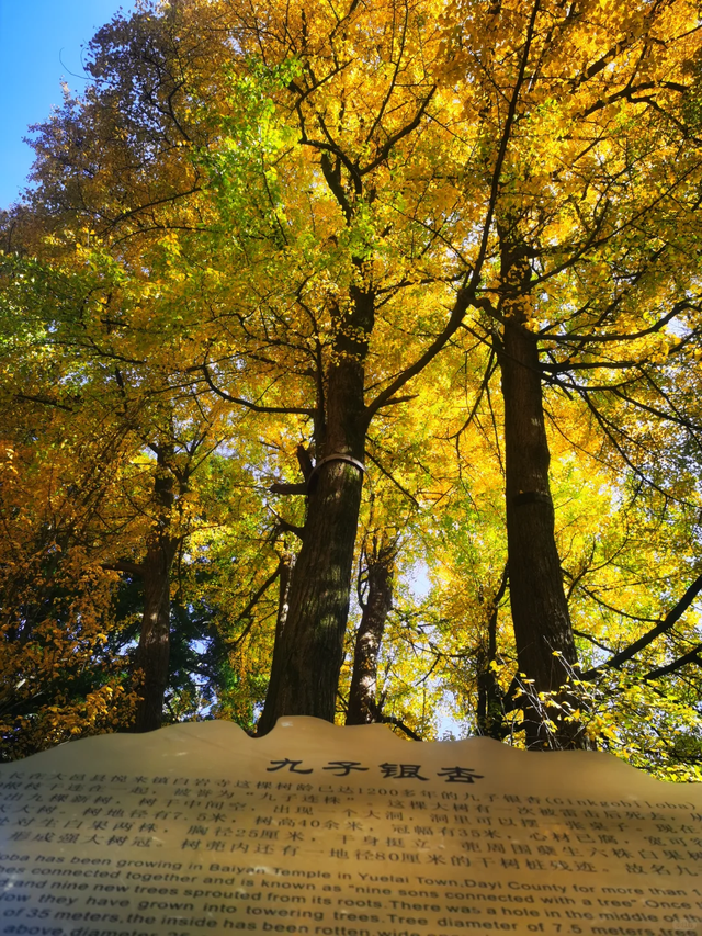 黄了红了！成都1.5h直达大邑白岩寺，徒步赏叶登顶攻略看这里~