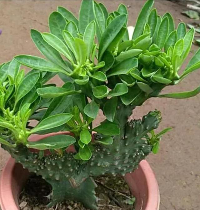 6种“镇宅花”，兔年养一盆，摆在客厅里，寓意着吉利，好运来