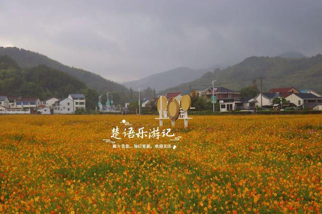 浙江宁波这片花海又火了，烟雨中更有诗画意境，周边民宿也很优美