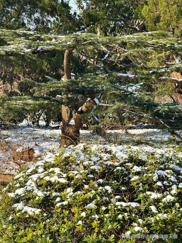 南京2026年第一场雪，梅花山、琵琶湖雪景