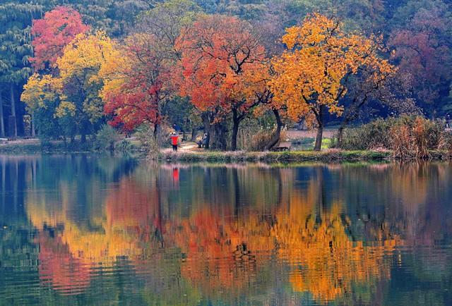 栖霞山强烈预警：赶在降温前快来打卡，红枫最佳观赏期别错过！
