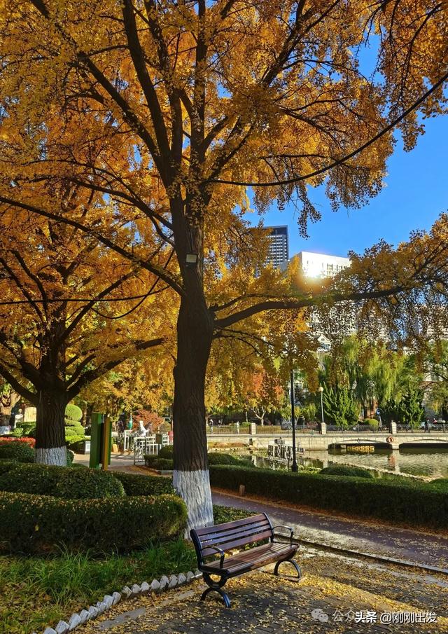 大连市内银杏顶流，百年公园银杏最佳观赏期到了