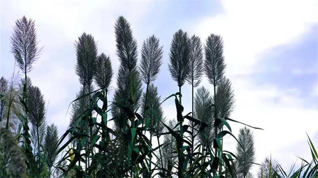 秋日胜春朝 老鹰坵芦苇摇曳绘就泸州江岸生态新画卷