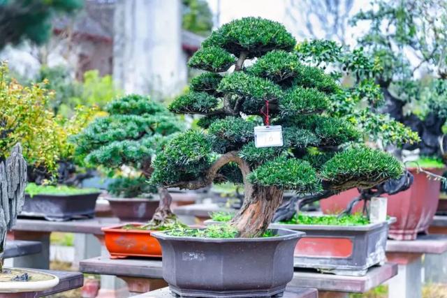 观世运 游温江 | 来温江必打卡的10件事！