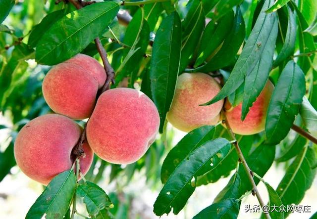 四季流转 多彩枣庄 | 红桃满枝红桃满枝