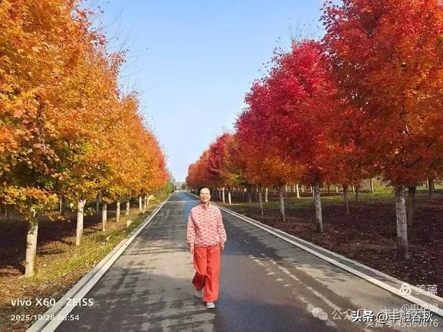 丹枫映秋,枫彩满楼|申艳娟