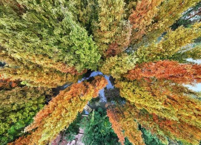 “杉杉”来了！崇州免门票小众宝藏秘境