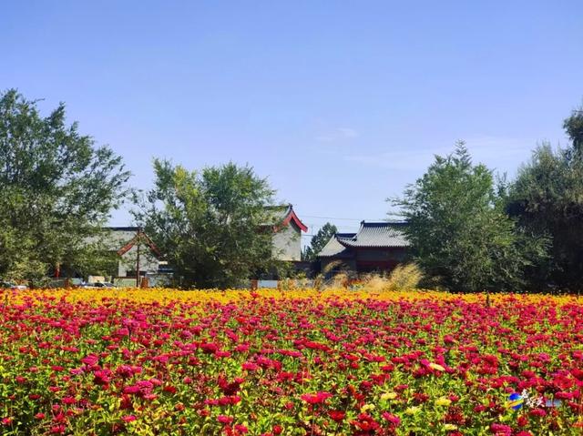 花美人少赶紧去!嘉峪关出现“宝藏级”五彩花海,全网都在追问来源!