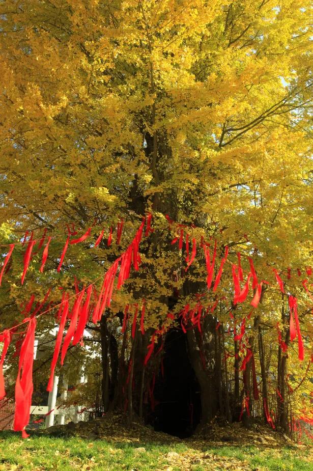 山野拾童趣！带娃来汉中这里，共享秋日亲子好时光~