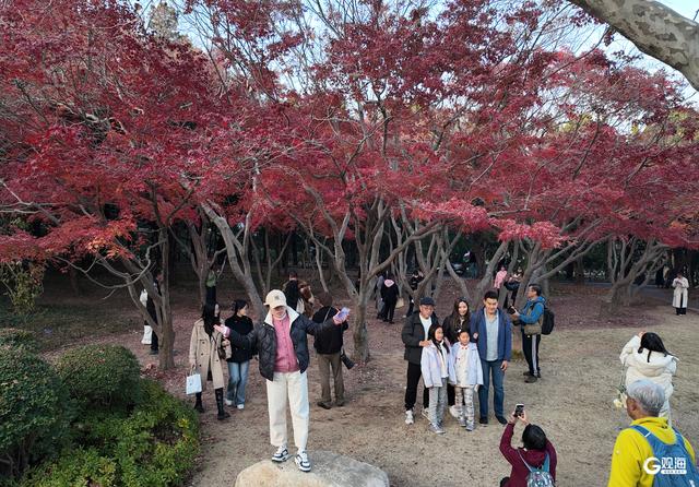 速来打卡！青岛限定“枫景”即将落幕